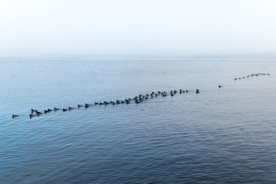 Flock of birds on sea against sky