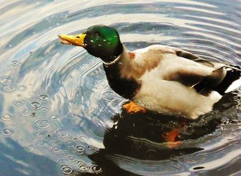 High angle view of duck swimming in lake