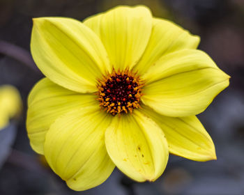 Close-up of yellow flower