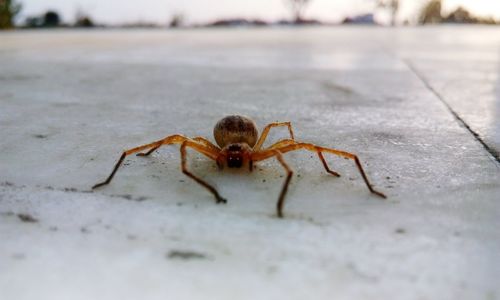 Close-up of insect