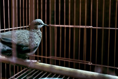 Close-up of bird perching outdoors