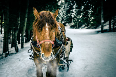 Horse in winter