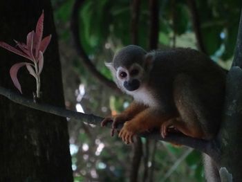 Monkey sitting on a tree