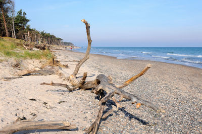 Driftwood on beach by sea against sky
