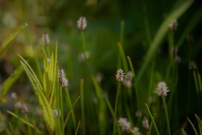 Close-up of flowers growing outdoors