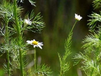 Close-up of white flowering plants on field