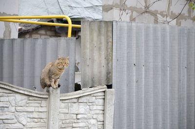 Cat sitting on wall