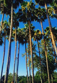 Low angle view of trees against clear sky