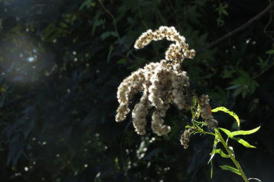 Close-up of plant