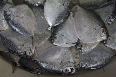 Close-up of fish in market
