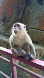 Monkey sitting on railing in zoo