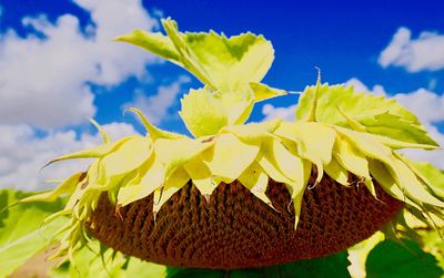 Close-up of yellow flowering plant against sky