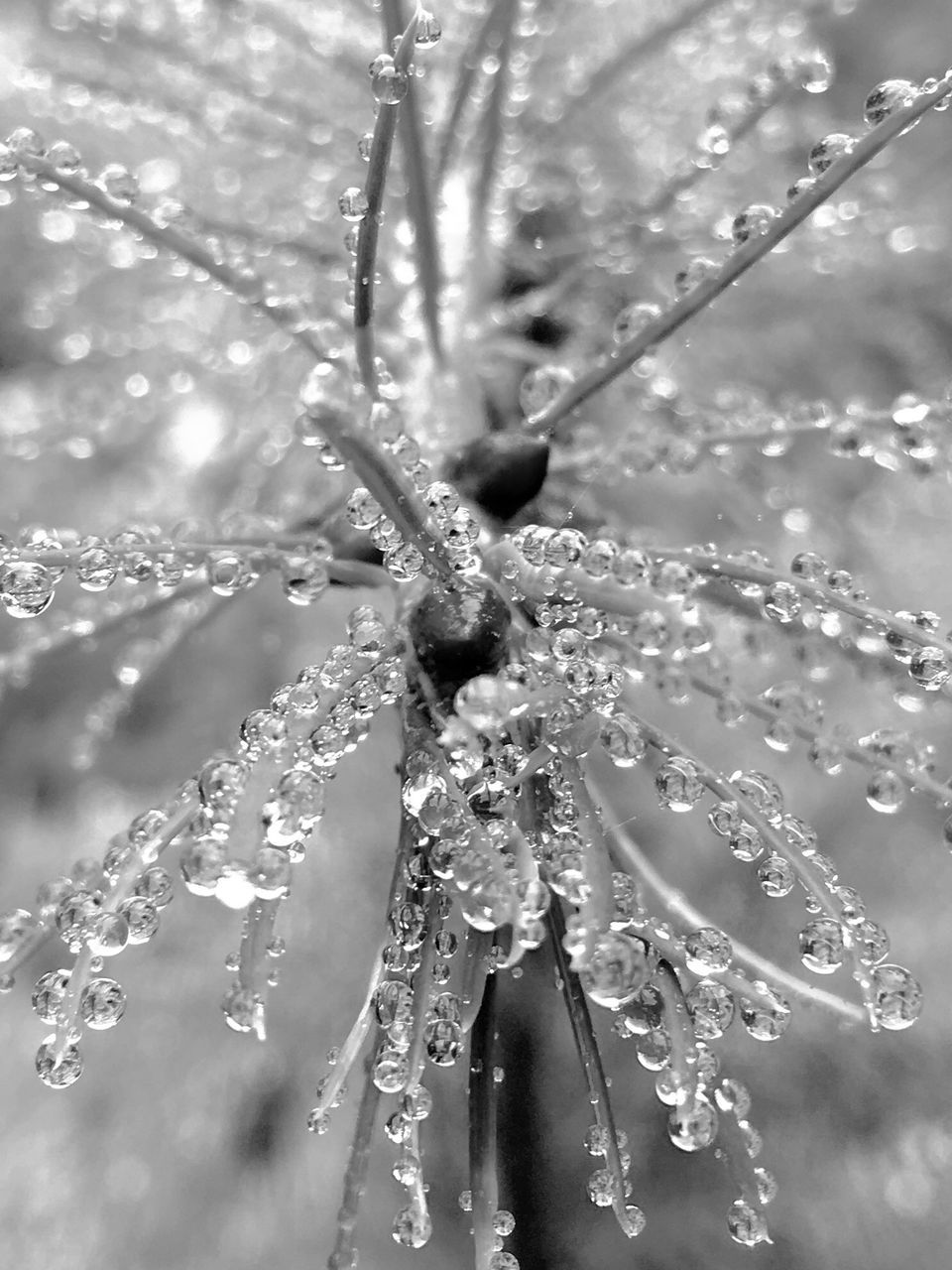 CLOSE-UP OF WATER DROPS ON WET PLANT