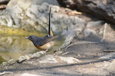 Close-up of bird perching on rock