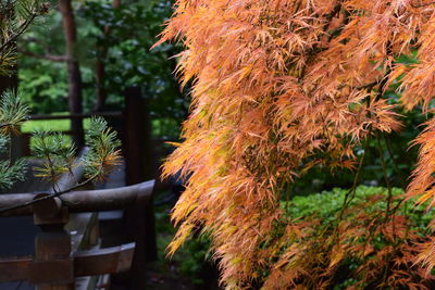 Close-up of maple tree