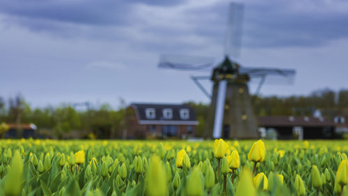 Yellow flowers growing on field against sky