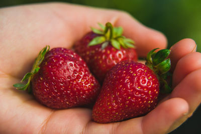 Cropped hand holding strawberries