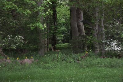 View of trees in forest