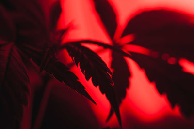 Close-up of red maple leaves