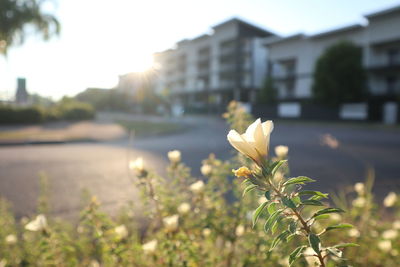 Close-up of flowering plant against building