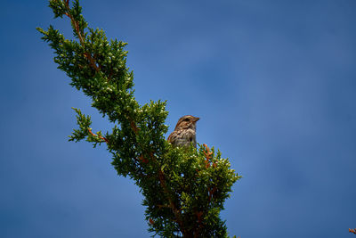 Close-up of a sparrow perched on a branch against a blue sky