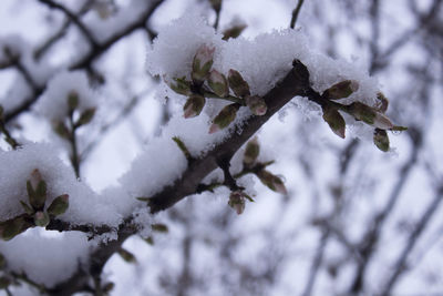 Close-up of frozen plant