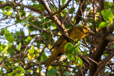 Low angle view of bird perching on tree