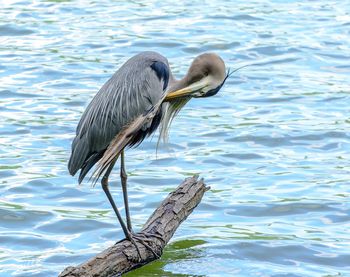 High angle view of gray heron perching on a lake