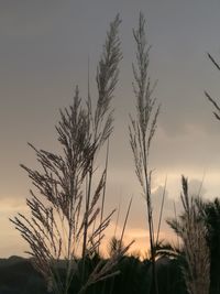 Silhouette of trees against sky at sunset