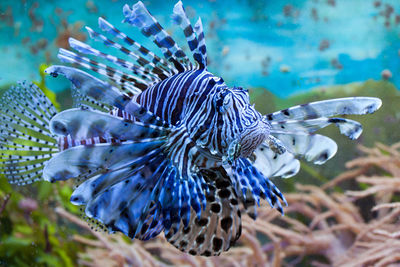 Close-up of fish swimming in sea