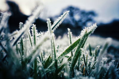 Close-up of frozen plant on field during winter