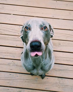 High angle portrait of weimaraner sticking out tongue on boardwalk