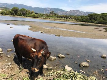 Cow looking away while standing in lake against sky