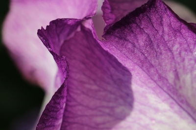 Close-up of pink flower