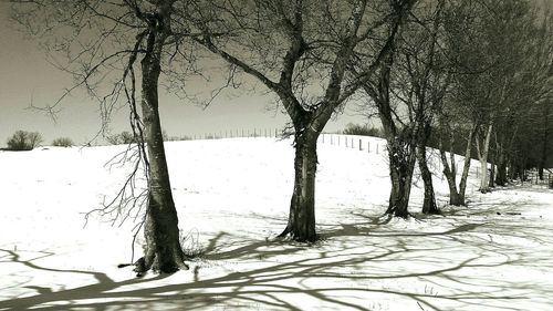 Bare trees on snow covered landscape