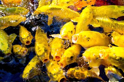 Close-up of yellow jellyfish swimming in sea