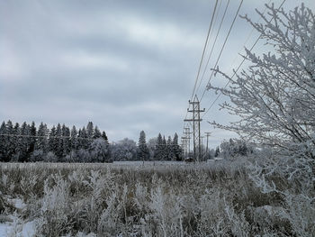 Plants on snow covered land against sky