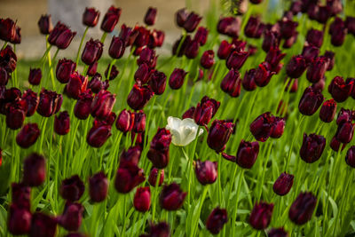 Close-up of flowers