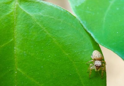 Close-up of insect on leaf