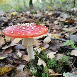 Close-up of fly agaric mushroom on field