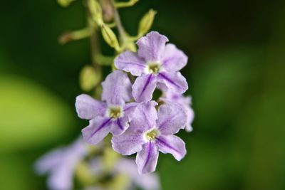 Close-up of purple flowering plant