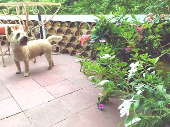 Dog in greenhouse