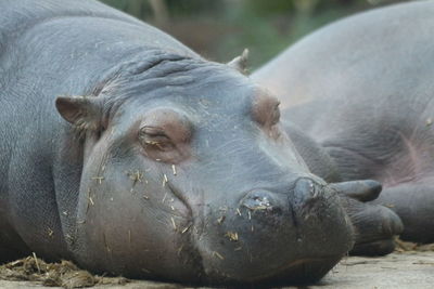 Close-up of animal lying in zoo