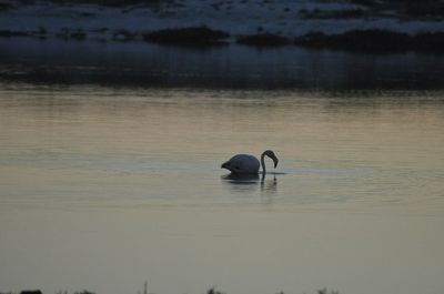 Bird flying over lake