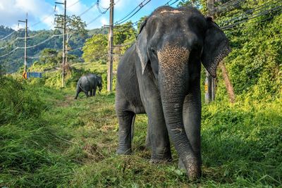 Elephant in a field