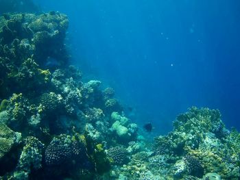 Fish swimming in sea