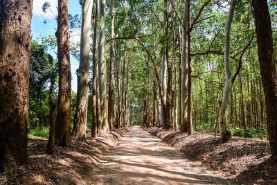 Footpath amidst trees in forest