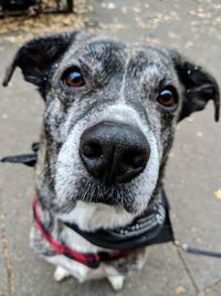 Close-up portrait of dog on footpath