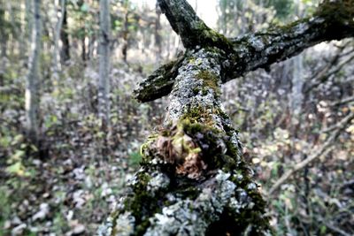 Close-up of lichen on tree trunk in forest