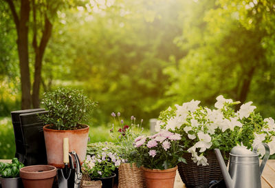 Close-up of potted plant